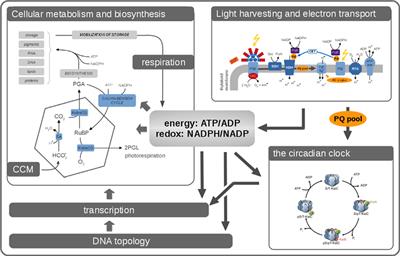 Toward Multiscale Models of Cyanobacterial Growth: A Modular Approach